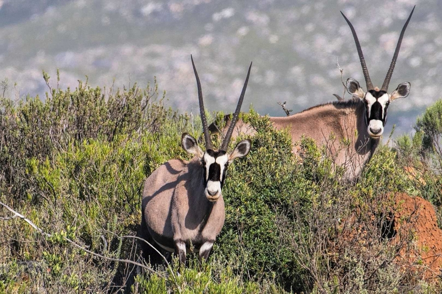 4 Bedroom Property for Sale in Oudtshoorn Rural Western Cape